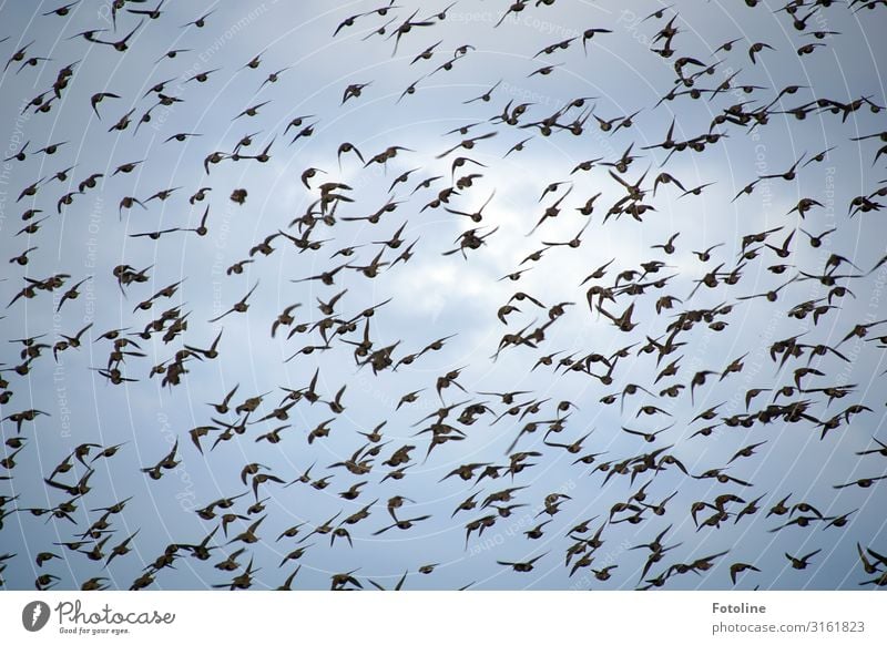 Alfred Hitchcock - The Birds Environment Nature Elements Air Sky Clouds Animal Wild animal Flock Free Natural Blue Black White Starling Flying Many Helgoland