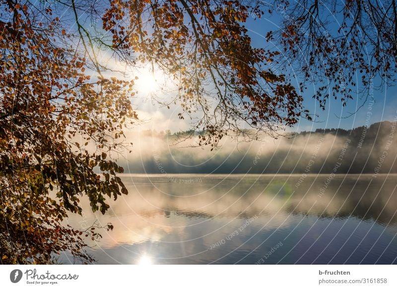 Autumn morning at the lake Contentment Vacation & Travel Nature Sunrise Sunset Sunlight Fog Plant Leaf Forest Lakeside Going To enjoy Hiking Calm Morning fog