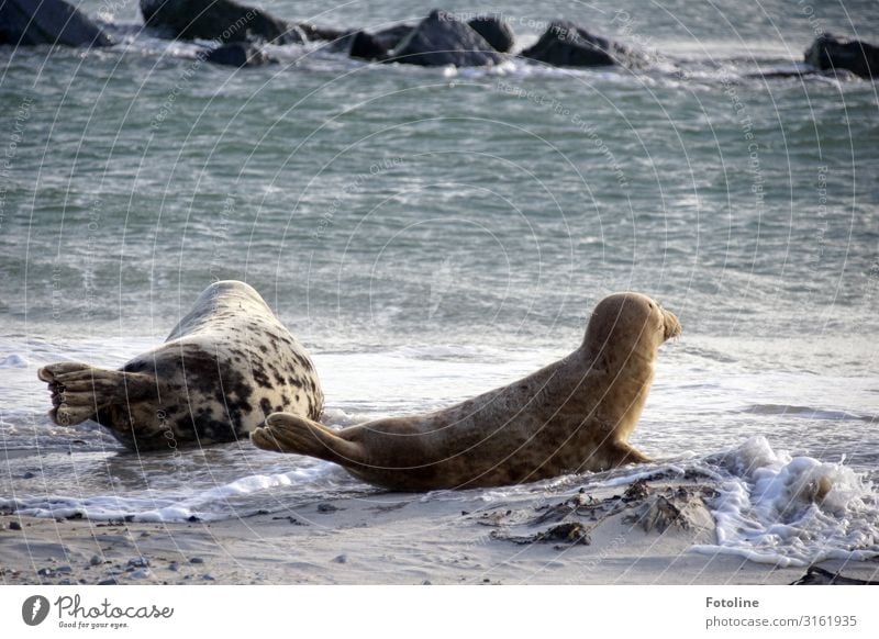 wanderlust Environment Nature Animal Elements Earth Sand Water Waves Coast Beach North Sea Ocean Wild animal 2 Free Bright Near Wet Natural Blue Brown Gray