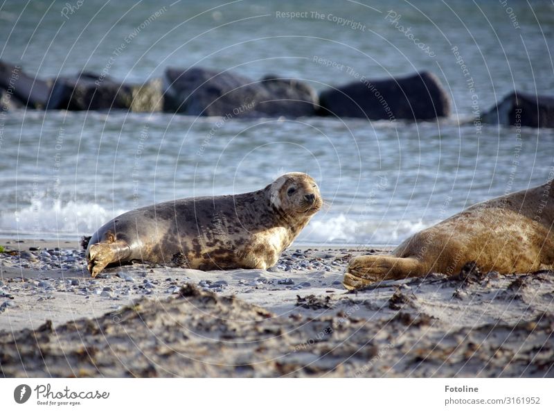 hi Environment Nature Animal Elements Earth Sand Water Waves Coast Beach North Sea Ocean Island Wild animal Animal face 2 Free Bright Wet Natural Brown Gray