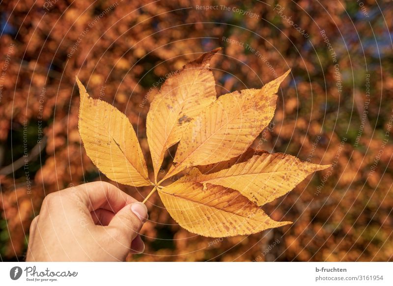 autumn leaf Harmonious Man Adults Fingers Nature Plant Autumn Leaf Park Forest To hold on Warmth Gold Orange Change Autumn leaves Autumnal Colour photo