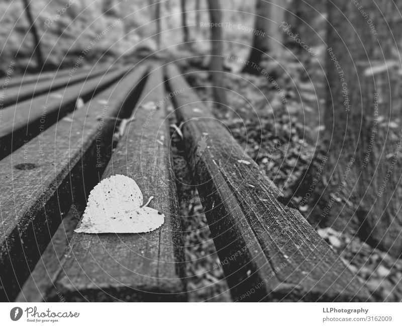 Lonely leaf Nature Landscape Bad weather Rain Leaf Park Dark Black White Loneliness Heart Black & white photo Exterior shot Close-up Day