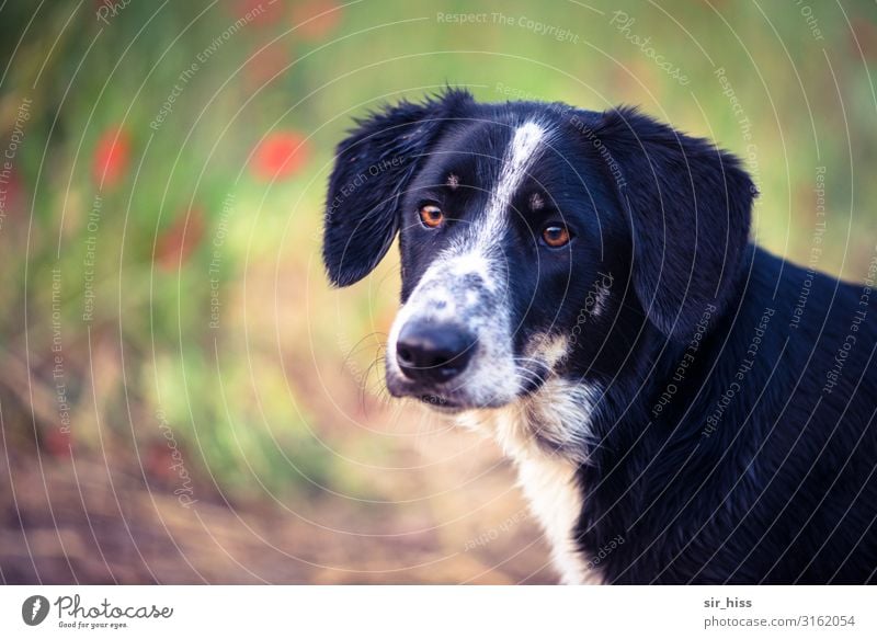 sitting waiting Flower Park Meadow Dog 1 Animal Observe Listening Wait Fragrance Bravery Honest Respect Puppydog eyes Dog's snout Colour photo Copy Space left