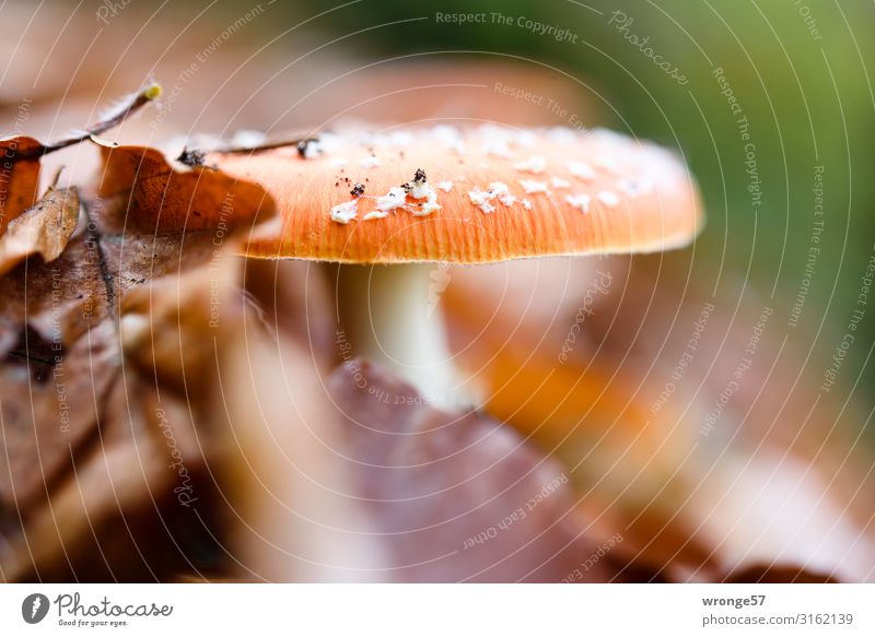 it smells like mushrooms Autumn Saxon Switzerland topic day Amanita mushroom Forest Woodground Ground level Small covert variegated Colour photo foliage leaves