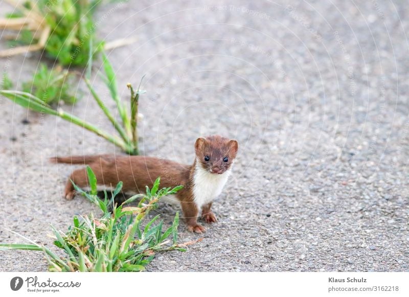 Mauswiesel auf der Strasse Wiesel NATUR  NATURE  MAMMAL  RAUBTIER   MARDER  SÄUGETIERE  NATURFOTO  SÄUGER KLEINES WIESEL  MAUS-WIESEL Wildtiere Fell