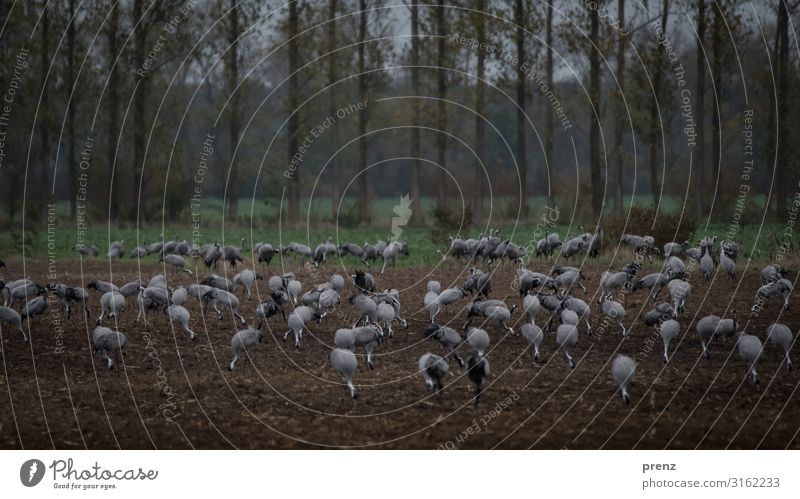 Linum 2019-1 Environment Nature Landscape Animal Field Wild animal Bird Brown Gray Crane Many To feed Break Stork village Linum Colour photo Exterior shot