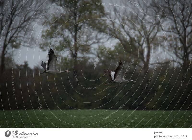 Linum 2019-3 Environment Nature Landscape Animal Field Wild animal Bird Gray Green Crane Flying Floating Stork village Linum Autumn Colour photo Exterior shot