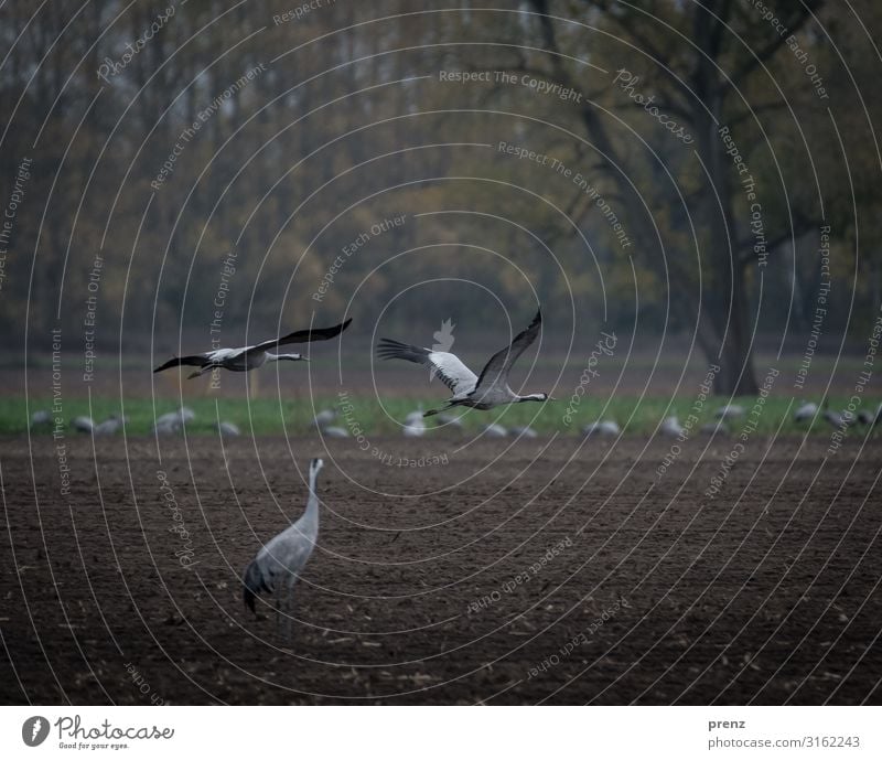 Linum 2019-2 Environment Nature Landscape Animal Field Brown Gray Crane Flying Floating Beautiful Stork village Linum Colour photo Exterior shot Deserted Day