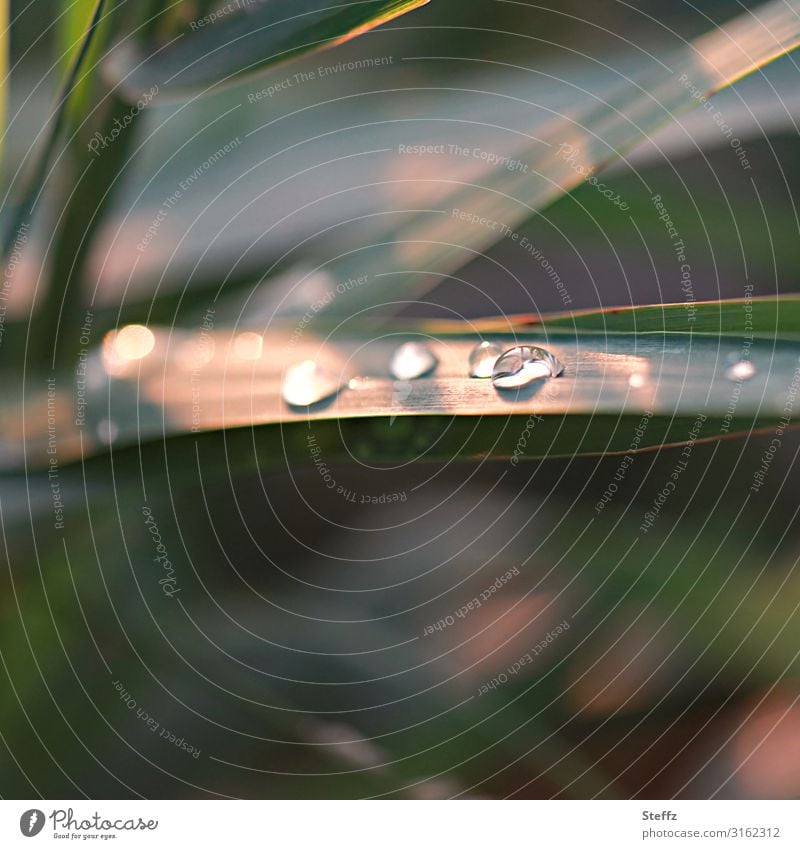 Raindrops in afternoon light Drop raindrops Grass Summer grass June attentiveness Meditation light meditation Wild plant blade of grass Blade of grass Flare