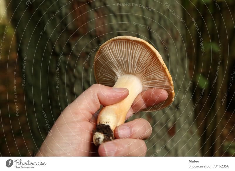 The mycologist demonstrates various forest mushrooms Forest Autumn Close-up Mushroom Macro (Extreme close-up) Mycobiont Nature Biology Cap Wood Dangerous