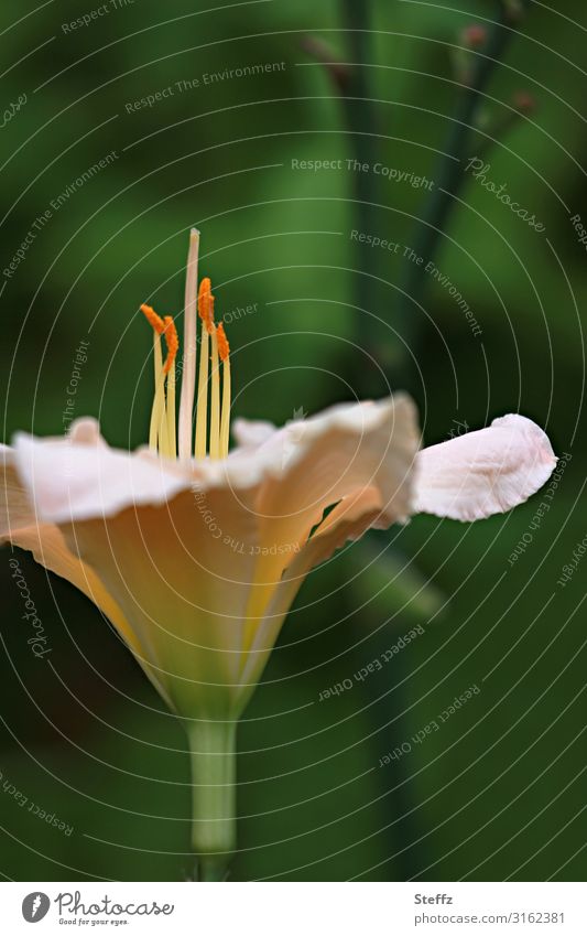 Daylily Lily blossom Ephemera Hemerocallis Flowering shrub garden perennial Blossom garden flower petals Summer bloom summer flower Hemerocallis hybrids