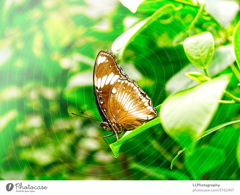 butterfly Animal Butterfly Zoo 1 Flying Vacation & Travel Brown Green White Butterfly house Colour photo Interior shot Close-up Detail Macro (Extreme close-up)