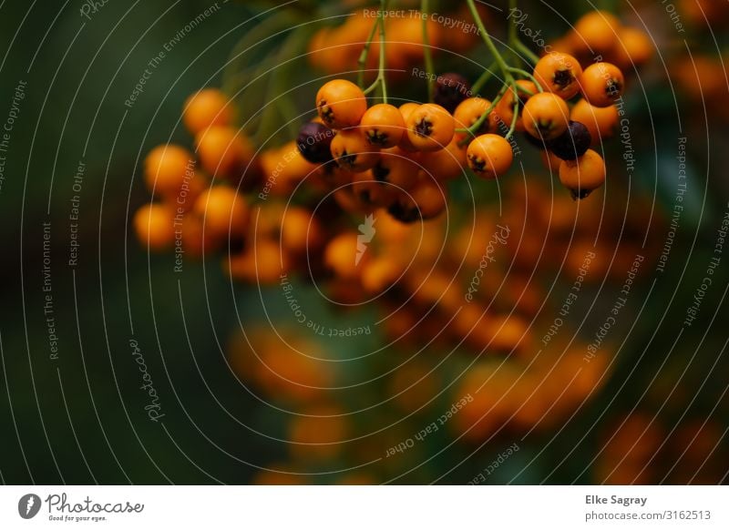 Sea buckthorn hedge - colour spot in autumn Nature Plant Animal Autumn Bushes Agricultural crop Garden Orange Colour photo Exterior shot Deserted Day