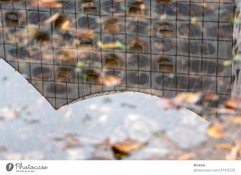 Hamburg, the rainy city | UT Hamburg Elements Water Autumn Leaf Autumn leaves Puddle Architecture Tourist Attraction Elbe Philharmonic Hall Esthetic Exceptional