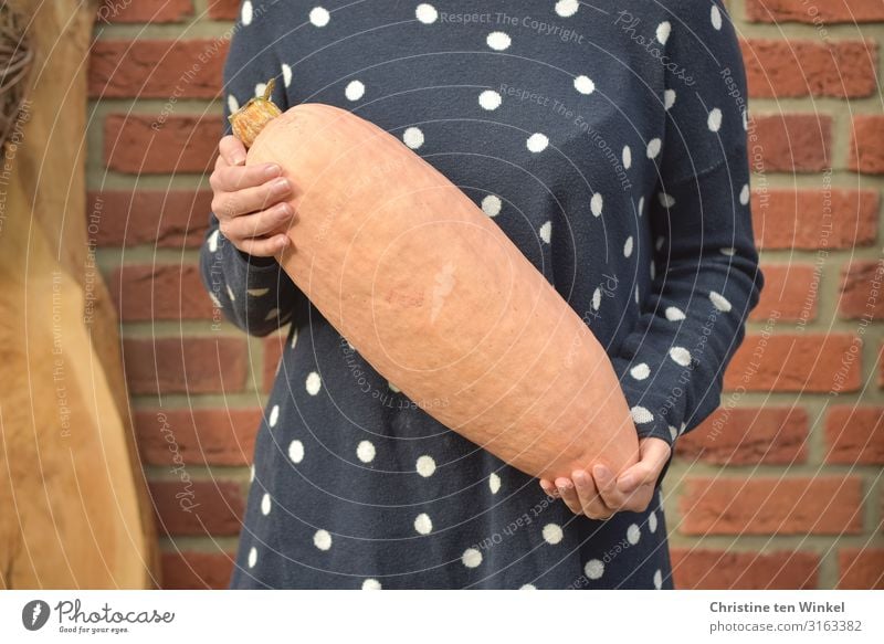 young woman in a blue sweater stands in front of a clinker wall and holds a pumpkin in her hands Food Vegetable Pumpkin time Jumbo Pink Banana Nutrition