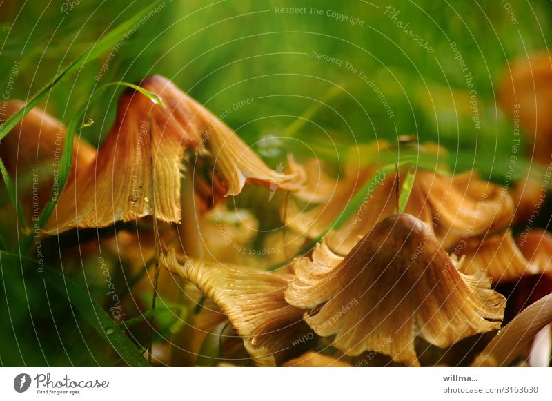 Meadow mushrooms Mushroom mushroom group mica plant Shaggy mane Edible Gill fungi Coprinellus micaceus Natural Nature Autumnal meadow fungus meadow fungi