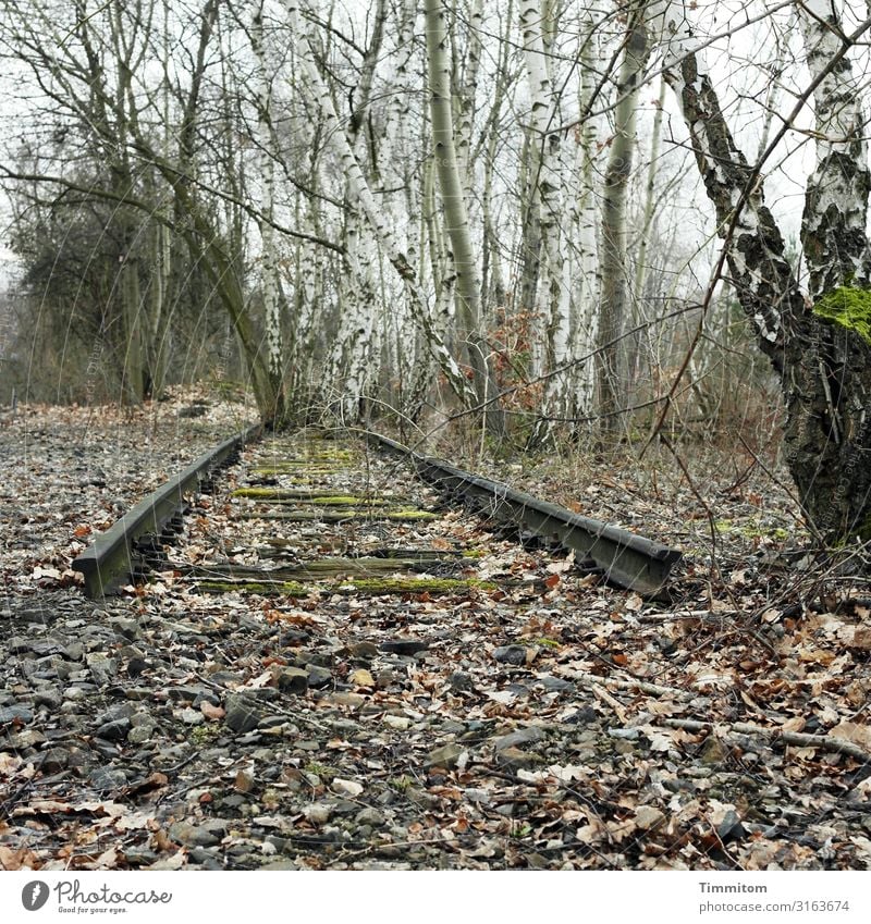 well Environment Nature Tree Birch tree Berlin Transport Rail transport Railroad system Stone Wait Broken Gray Green Emotions Lose End triangular track