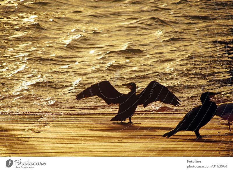 feathers dry at sunrise Environment Nature Animal Elements Water Waves Coast North Sea Ocean Wild animal Bird Wing 2 Free Near Maritime Wet Natural Orange Black