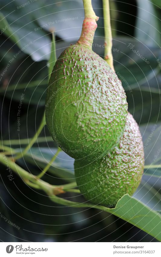 2 avocados on the tree in Hawaii Shopping Healthy Vacation & Travel Tourism Adventure Kitchen Environment Nature Landscape Climate Climate change