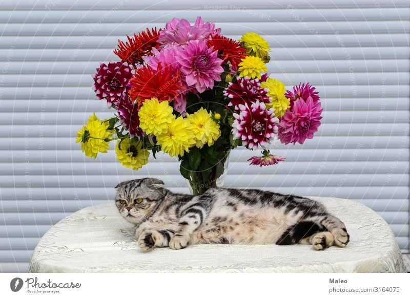 On the table stands a bouquet of beautiful bright dahlias Beautiful Bouquet Dahlia Decoration Fresh Nature Plant Autumn Aster Chrysanthemum Flower Garden