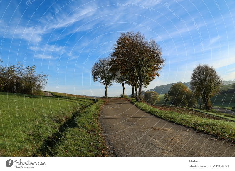 Beautiful autumn landscape Autumn leafy Landscape Nature Green Multicoloured Environment Leaf Park Sun Natural Seasons Tree Sunlight Perspective Morning Sky