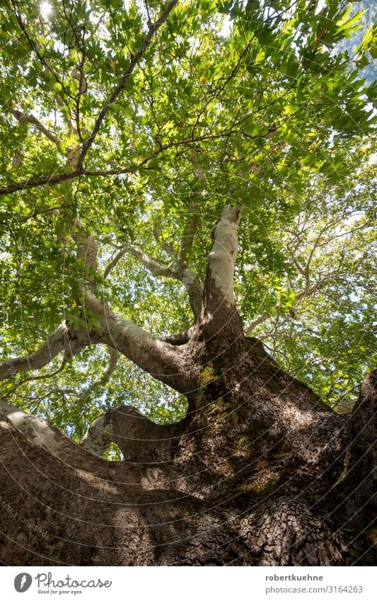 View into the treetop of a plane tree Vacation & Travel Mountain Environment Nature Landscape Tree Sycamore Large Green Relaxation Success supervision Epirus