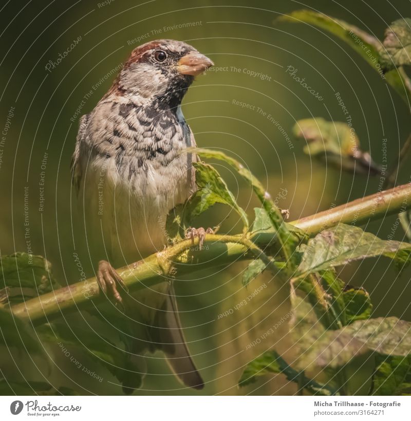 Curious Sparrow Nature Animal Sun Sunlight Beautiful weather Plant Tree Twigs and branches Wild animal Bird Animal face Wing Claw Passerine bird Head Beak Eyes