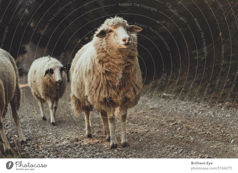 along the gravel road Nature Autumn Animal Farm animal Sheep 2 Walking Looking Free Healthy Positive Optimism Curiosity Interest Beginning Relaxation Kosovo