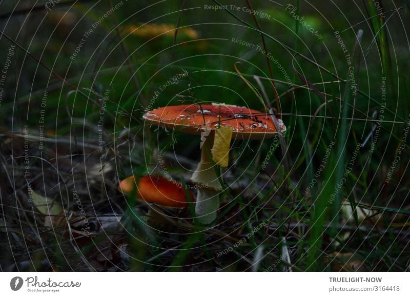 Eugh | Large and small toadstool in the undergrowth surrounded by dark green grass Toadstools big and small Red White Dark green Grass dim light Forest