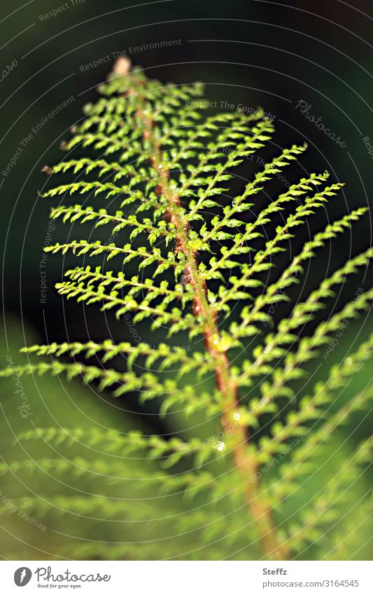 Symmetry of nature Fern Fern leaf fern frond Wild plant natural symmetry Foliage plant Plantlet Forest plant symmetric symmetry of nature Diagonal June