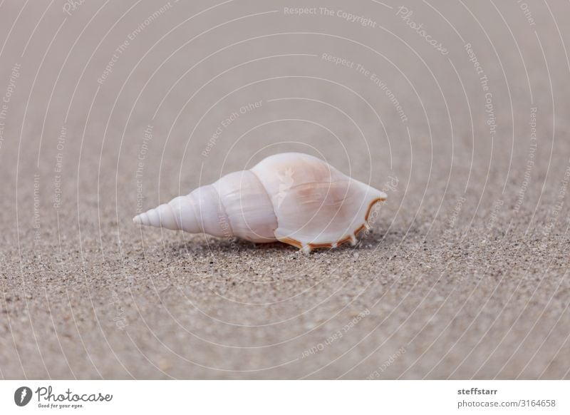 White Tibia shell Tibia fusus on the sand Beach Sand Coast Wild animal 1 Animal Brown White tibia shell Spindle tibia Shinbone Tibia Gastropod Sea snails