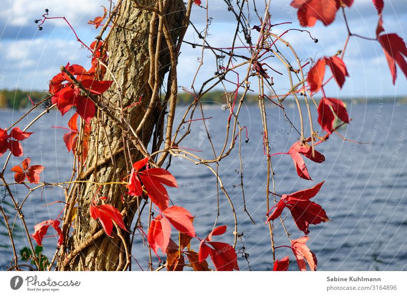 Wannsee Nature Landscape Water Sky Autumn Weather Beautiful weather Tree Leaf Lake Calm Relaxation Change Colour photo Exterior shot Deserted Day