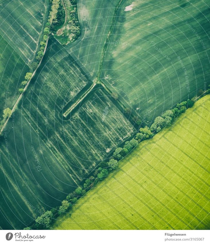 rapeseed field Food Trip Far-off places Freedom Environment Nature Landscape Climate Climate change Meadow Field To dry up Growth Green pastures Blossoming