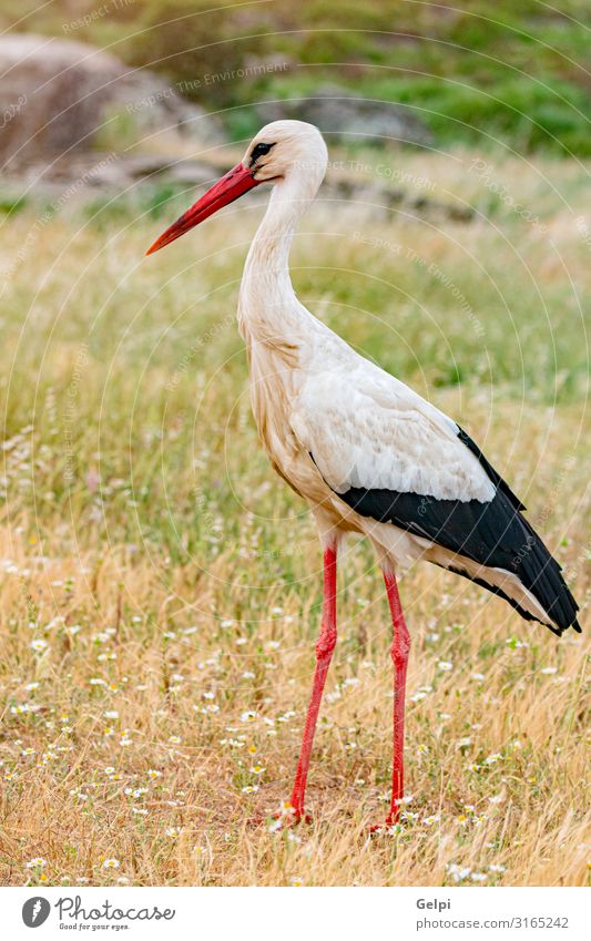 Elegant white stork Beautiful Freedom Adults Nature Animal Wind Flower Grass Bird Long Wild Green Red Black White Colour Attachment Stork Beak wildlife Nest