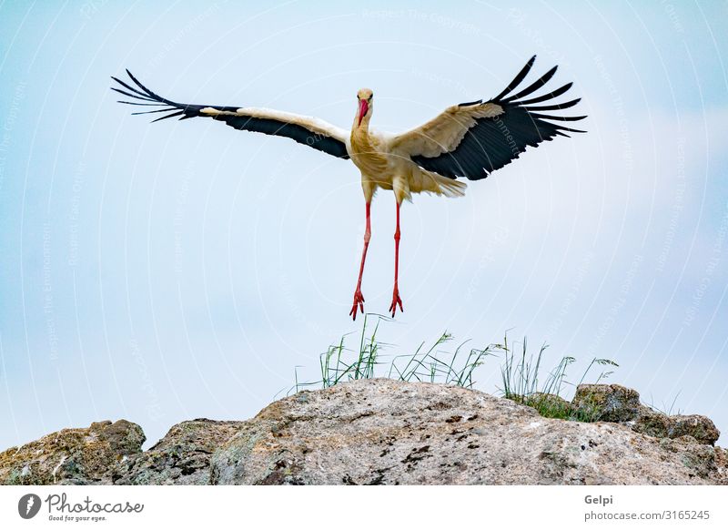 Elegant white stork Beautiful Freedom Adults Nature Animal Wind Flower Grass Bird Flying Long Wild Green Red Black White Colour Attachment Stork Beak wildlife