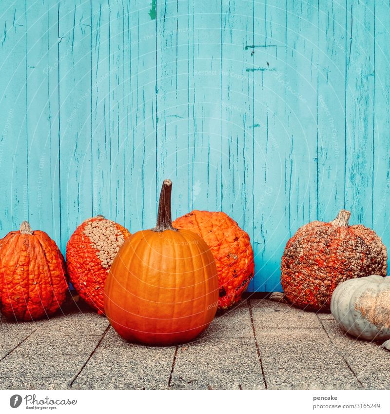 colour combination | complementary contrast Pumpkin Orange Turquoise Complementary colours Wall (building) ornamental Decoration Hallowe'en Autumn Thanksgiving