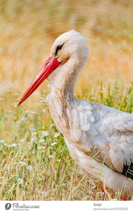 Elegant white stork Beautiful Freedom Adults Nature Animal Wind Flower Grass Bird Long Wild Green Red Black White Colour Attachment Stork Beak wildlife Nest