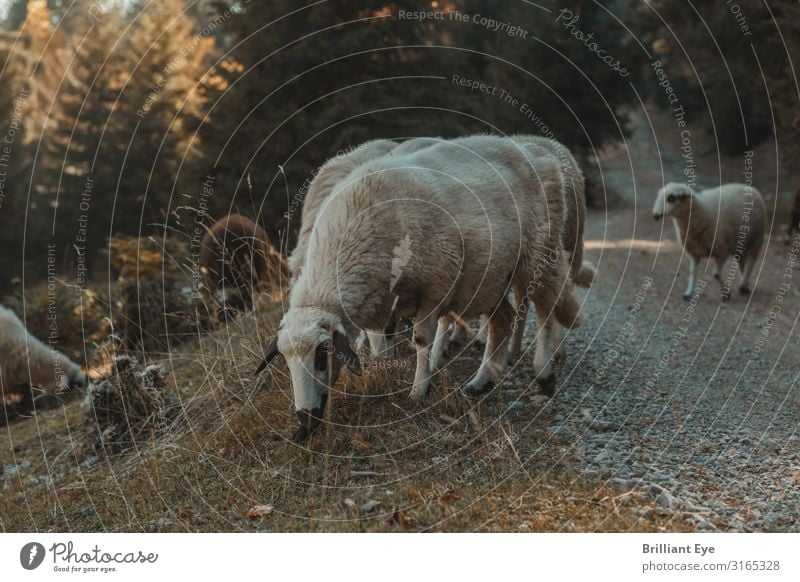 grazing Environment Nature Landscape Autumn Meadow Hill Sheep 2 Animal Herd Eating To enjoy Happy Natural Brown Contentment Kosovo Balkans Peaceful Calm To feed