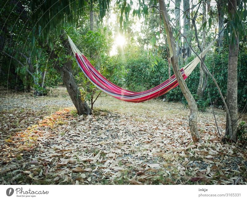 Hammock on Corsica Leisure and hobbies Vacation & Travel Summer Sun Environment Nature Sunrise Sunset Sunlight Beautiful weather Tree Garden Park Forest Idyll