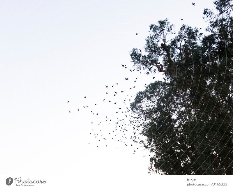 swarm Sky Cloudless sky Tree Wild animal Bird Flock of birds Flying Authentic Many Treetop Colour photo Subdued colour Exterior shot Deserted Copy Space left