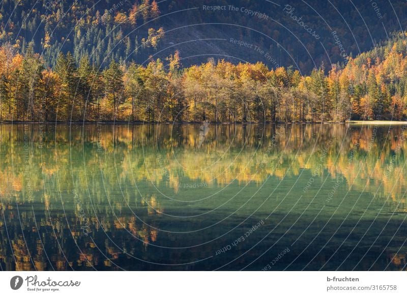 autumn mirroring Harmonious Calm Vacation & Travel Mountain Hiking Nature Autumn Tree Park Forest Alps Lakeside Elegant Idyll Religion and faith Change Autumnal