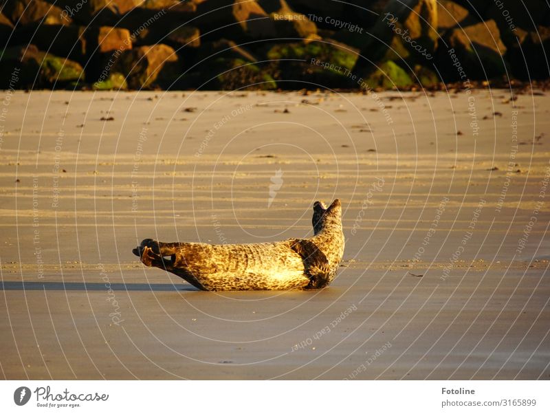 Jeah! Let the sun burn on your fur! Environment Nature Animal Elements Earth Sand Beautiful weather Coast Beach North Sea Wild animal 1 Free Bright Near Wet