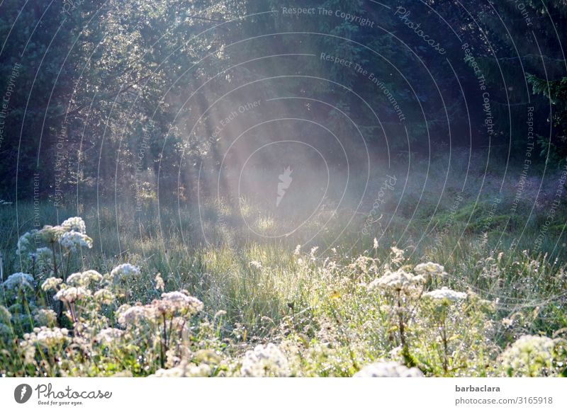 morning mood Sunlight Sunrise Nature Meadow Flower Flower meadow Clearing Forest Sunbeam