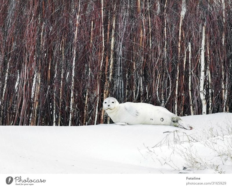 Cosy spot Environment Nature Landscape Animal Elements Earth Sand Coast Beach North Sea Wild animal Animal face 1 Free Bright Near Natural Brown Gray White