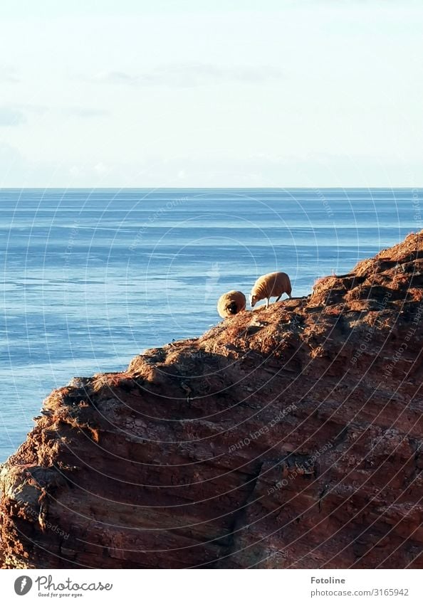 Heidschnucken II Environment Nature Landscape Elements Earth Water Sky Cloudless sky Beautiful weather Rock Mountain Waves Coast North Sea Ocean Animal