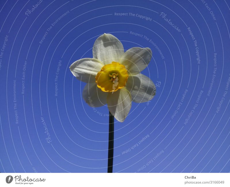 Easter bell with blue sky Joy Happy Well-being Contentment Gardener Summer Feasts & Celebrations Environment Nature Plant Sky Cloudless sky Sunlight Climate