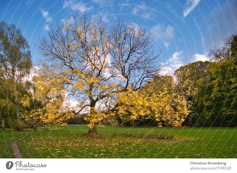 autumn mood Environment Nature Landscape Earth Autumn Plant Tree Park Beginning Contentment Autumn leaves Autumnal Autumnal colours Autumnal landscape Leaf