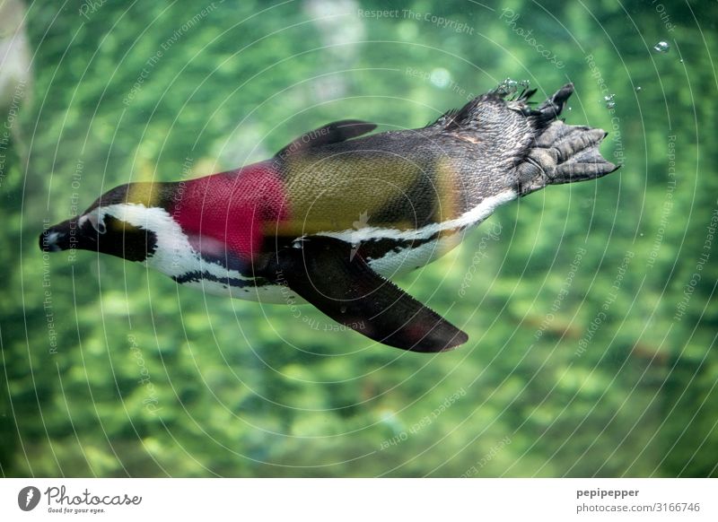 Humboldt Penguin Zoo Water Summer Animal Wild animal Animal face Wing Pelt Claw Paw Animal tracks Aquarium 1 Swimming & Bathing Dive Green Colour photo