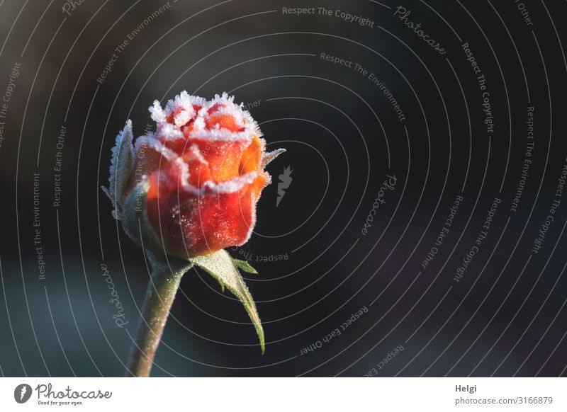 almost closed rose blossom in autumn, covered with ice crystals against a dark background Environment Nature Plant Autumn Ice Frost Flower Blossom Rose Park