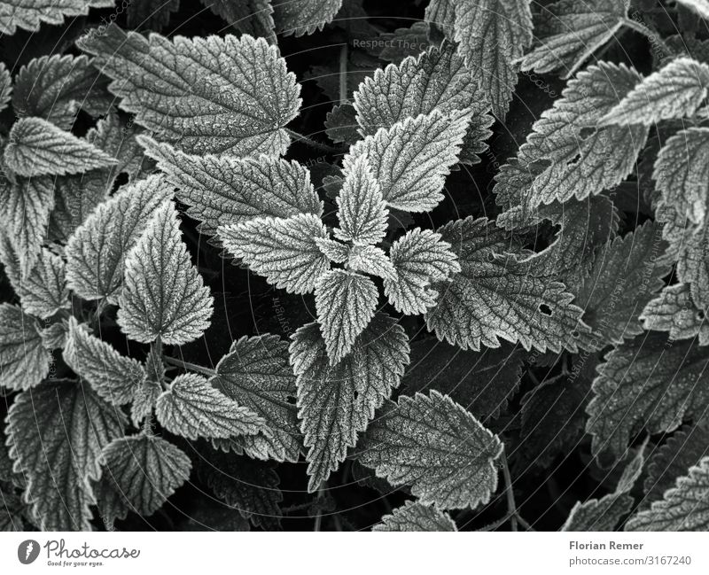 frost Environment Nature Plant Autumn Winter Ice Frost Leaf Foliage plant Esthetic Elegant Cold Black White Serene Patient Calm Uniqueness Creativity Art